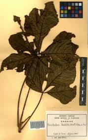 Image result for Ricinodendron