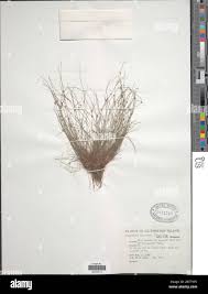 Image result for Lipocarpha micrantha