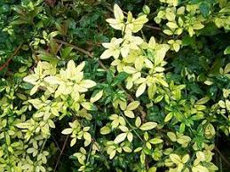 Image result for Jasminum nudiflorum