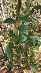 Image result for Homalium dentatum