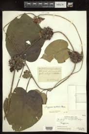 Image result for Astripomoea grantii