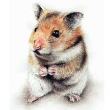 Petit Animal Hamster Hamster Russe Souris Chat Chien Animal Domestique Animaux Animal Risunki Zhivotnyh Kartiny Zhivotnyh Akvarelnye Zhivotnye