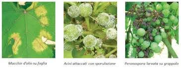 Image result for peronospora grapevine