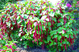 Image result for Acalypha segetalis