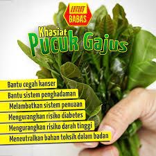 Penerangan ringkas mengenai pokok gajus. Tjuxjwaiv Yfqm