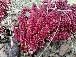 Image result for Sarcophyte piriei