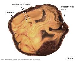 Image result for Senna singueana