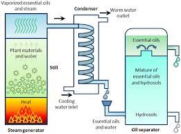 Essential Oils Extraction Bioactivities And Their Uses For Food Preservation Tongnuanchan 2014 Journal Of Food Science Wiley Online Library