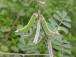 Image result for Tephrosia dasyphylla