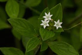 Image result for Richardia scabra