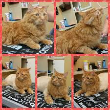 Bubbles pet spa asub kohas manhattan beach. Bubbles Dog Grooming Spa 60 Recommendations Huntington Beach Ca