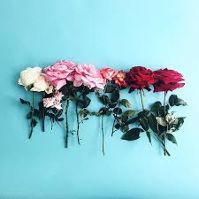 Resultado De Imagem Para Wallpaper Flores Old School Notebook Art Wallpaper Laptop Wallpaper Flowers