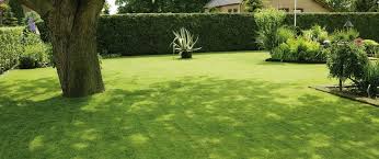 It typically forms a low, dense tussock (to 16 tall) of very thin (1/5 wide), arching, flat to inrolled, dark green grass blades (to 2' long). Superb Aesthetic Appearance With Fine Leaves Deschampsia Cespitosa