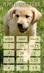 How much does a puppy cost? Labrador Puppy Exercise How Much Is Too Much Puppy Training Labrador Puppy Dog Training