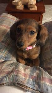 One of the first and biggest challenges that you may face is that of potty training. Any Tips On Potty Training This Stubborn Dachshund Lol Dachshund