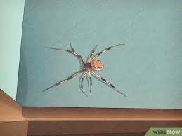 Black widow spiders will lay egg sacks that contain from 100 to 400 eggs each and can lay new egg sacks several times in a single summer. 3 Ways To Identify A Brown Widow Spider Wikihow