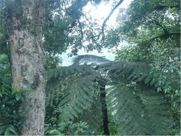 Image result for Hippocratea goetzei