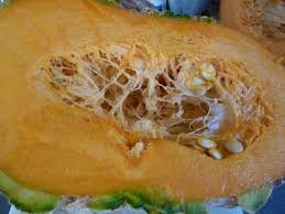 Warts start green and mature to orange or tan. Warty Pumpkin Soup Maryland Grows