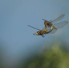 Dragonfly Porn Photograph by Dot Rambin - Pixels