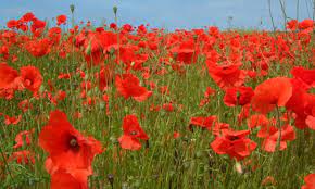 We did not find results for: Legion Family Flower Of Remembrance The American Legion