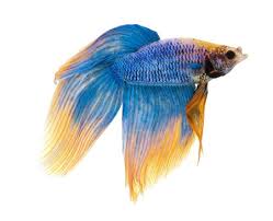 Due to selective breeding, the ever popular male betta splendens, or siamese fighting fish, is now available in an enormous array of colours and tail types. Betta Fish Tail Types Japanesefightingfish Org