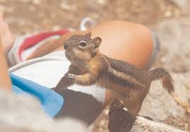 Check spelling or type a new query. Chipmunks Or Ground Squirrels Putting An End To The Confusion Postindependent Com