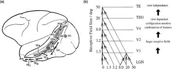 Feature nets and word recognition the design of feature net feature nets system for recognizing patterns that involves network of detectors, with detectors for. The Neural Code For Written Words A Proposal Trends In Cognitive Sciences