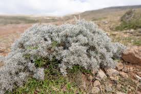 Image result for Macledium