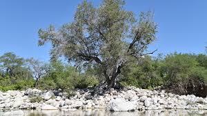 LET'S SAVE THE ARROYO OAK: A CALL TO PROTECT OUR NATURAL HERITAGE — Baja  Coastal Institute
