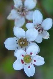 Maybe you would like to learn more about one of these? Bay Area Hiker White Wildflowers