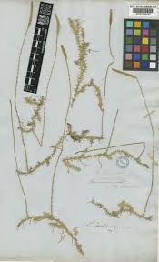 Image result for Lycopodiella caroliniana