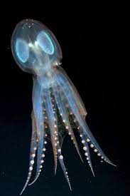 Transparent Octopus Ferrebeekeeper In 2021 Underwater Creatures Ocean Creatures Beautiful Sea Creatures