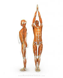 Tadasana Ray Long Daily Bandha Yoga Poses Yoga Anatomy Beginning Yoga
