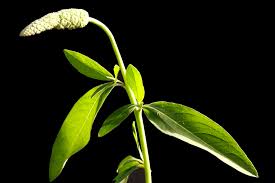 Image result for Sphenocleaceae