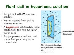 A hypertonic solution contains a higher concentration of solutes compared to another solution. Plant Physiology Talk Three Water And Plant Cells
