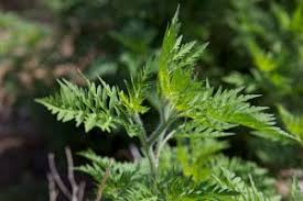 Ragweed allergies bring on the typical allergy symptoms, which are: Pollen Im Anflug Beifuss Und Ragweed Allergien Derstandard At Gesundheit