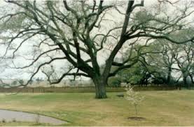 Maybe you would like to learn more about one of these? Houston Landscape Design Bayside Landscape Services