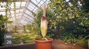 The talipot palm, corypha umbraculifera, has a larger inflorescence, but it is branched rather than unbranched. Botanische Garten Der Universitat Bonn Titanenwurzblute 2020 Zeitraffer Facebook
