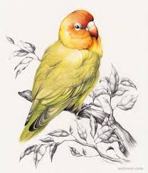 40 Beautiful Bird Drawings And Art Works For Your Inspiration Bird Drawings Bird Pencil Drawing Drawing Pictures Of Birds The spring show is the red fruits beckon birds. bird drawings bird pencil drawing