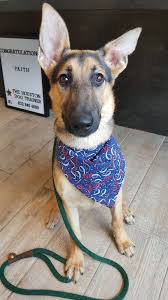 Animal shelter adopt a pet; Pets R Us Houston Petscare