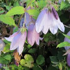 Campanula Punctata Iridescent Bells Campanule A Longues Fleurs Rose Pale Argente En 2020 Fleurs Roses Pales Fleur Rose Campanule