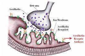 asetilkolin nedir fonksiyonu ve islevi nelerdir bilgiustam