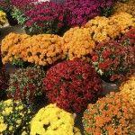 Propagating Mums Growing Mums From Cuttings And Seeds Chrysanthemum Seeds Chrysanthemum Growing Mum Seeds
