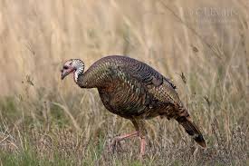 Birds That Look Like Turkeys In Florida Osceola Turkey Hen Osceola Turkey Wild Birds Animal Games