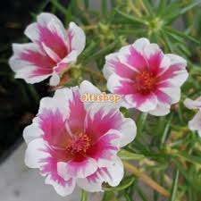 Perbedaan warna antara satu dengan yang lain dilatar belakangi oleh gen, misalnya r= gen untuk bunga warna merah dan r= gen untuk bunga warna putih. Moserose Mossrose Krokot Portulaca Import Tiara Stripe Bunga Pukul 9 10 Sutra Bombay Shopee Indonesia