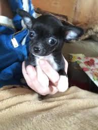 Apple head chihuahua for sale. Chihuahua Apple Head For Sale Usa Page 5