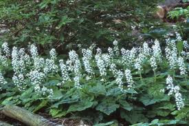 We also offer a variety of unique flower arrangements, a great selection of tropical flowers, gifts for holidays, and all special occasions. Tiarella Or Foamflower Does Double Duty In The Shade Garden Csmonitor Com