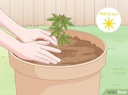 How long does it take seeds to sprout outside. A Complete Guide To Growing Autoflowers Outdoors When To Plant How Often To Water How Much They Yield