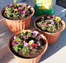 Your plants will flower at different times, depending on what's in. Planting Flower Pots 101 Flower Pots Planting Flowers Gardening For Beginners