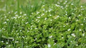 Apr 28, 2020 · to paint flowers, first paint a few vertical curved lines using green paint for the stems. Small White Flowers In The Stock Footage Video 100 Royalty Free 1008627142 Shutterstock